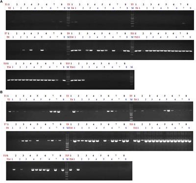 Differentiation of Bacillus thuringiensis From Bacilluscereus Group Using a Unique Marker Based on Real-Time PCR